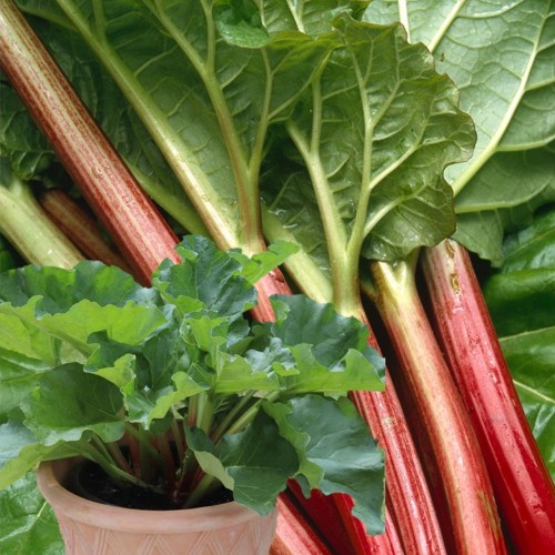 Rheum rhabarbarum 'Sanvitos Early' - Kurdlehine rabarber 'Sanvitos Early' C1,5/1,5L